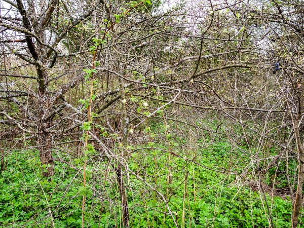 Underbrush Clearing in Goshen