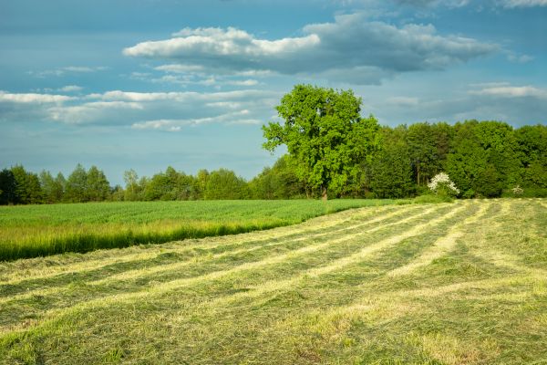 Cost of Vegetation Removal in Goshen