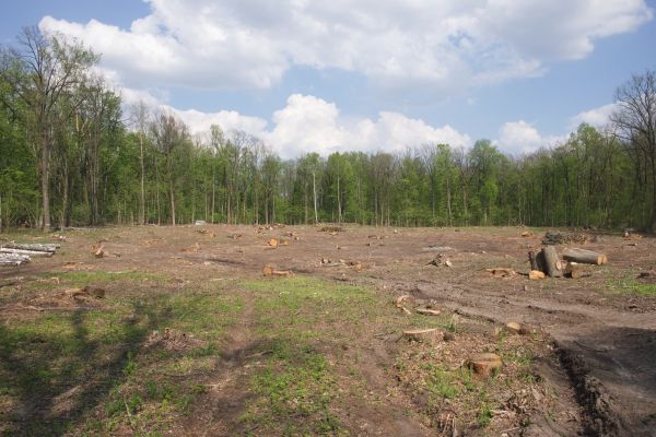 Pasture Clearing in Goshen
