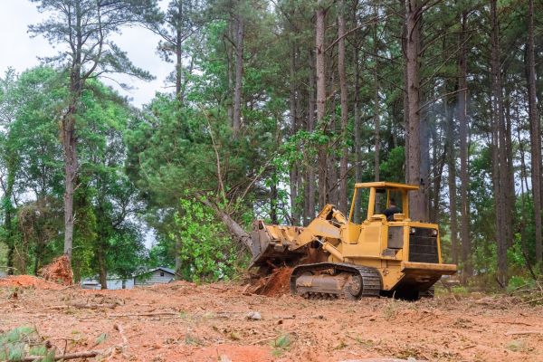 Forest Thinning in Goshen
