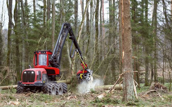 Forest Clearance Service in Goshen