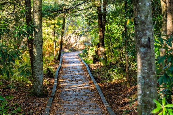Cost of Trail Clearing in Goshen